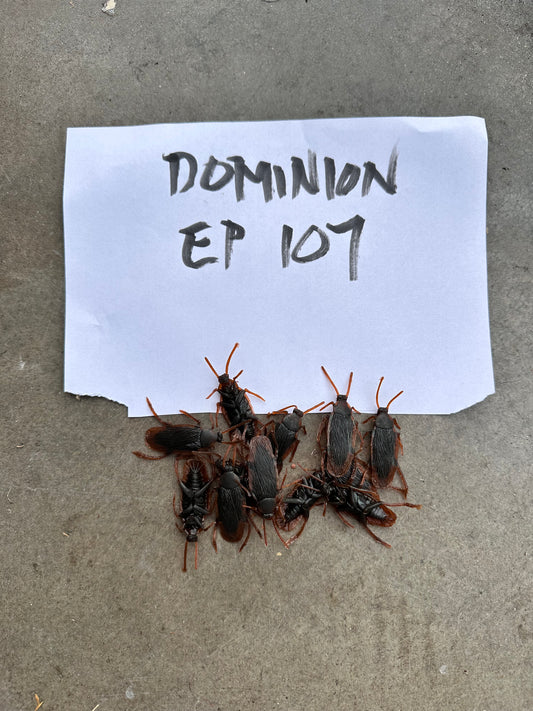 DOMINION: Ep 107 HERO faux Roaches