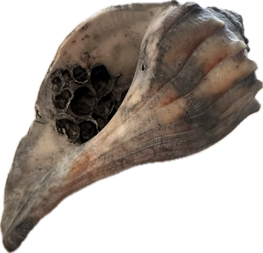 BONES: Dr Brennan's HERO Office Sea Shell