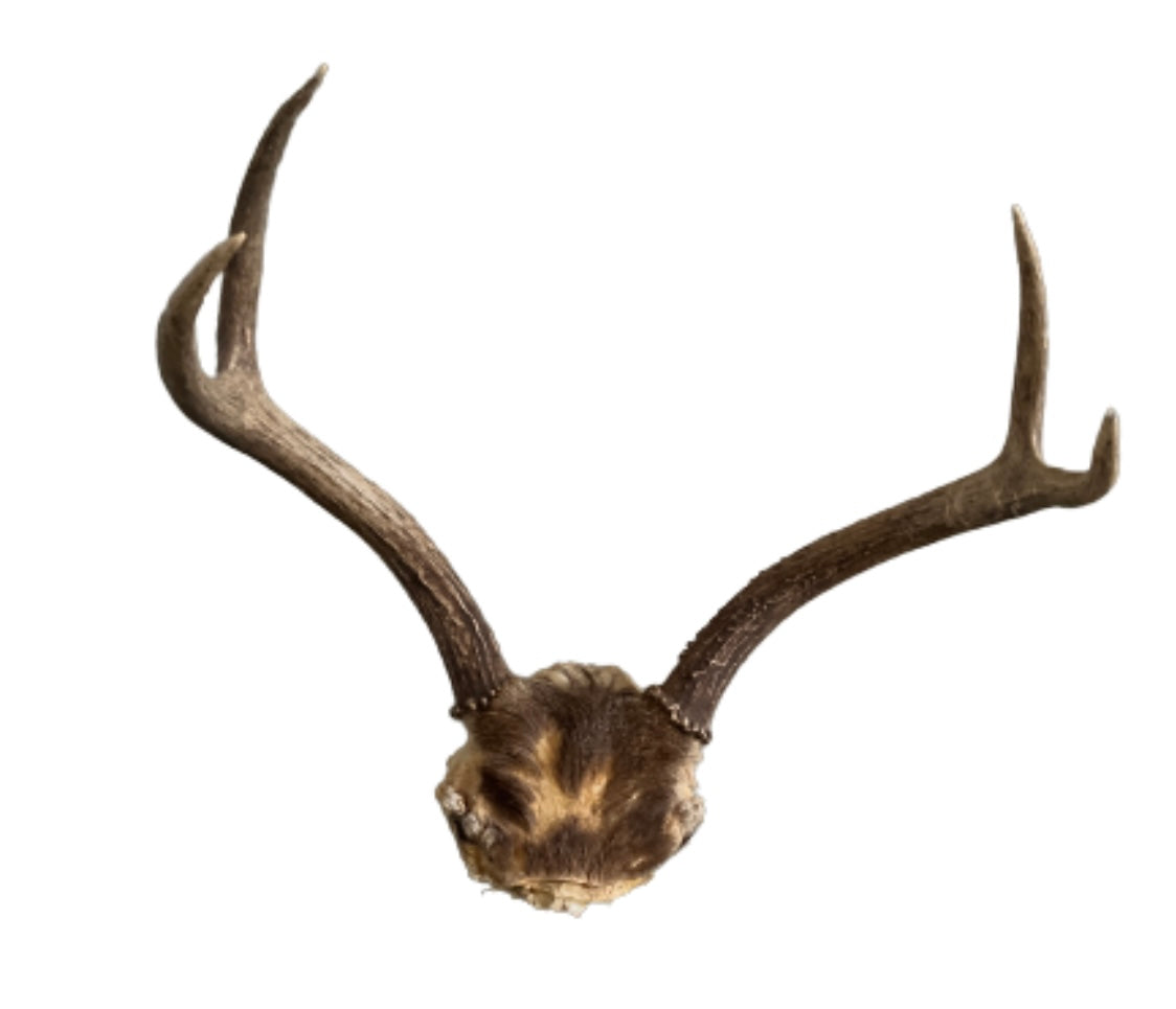 TRUE BLOOD: Bill Compton's Deer Antlers Hanging Trophy