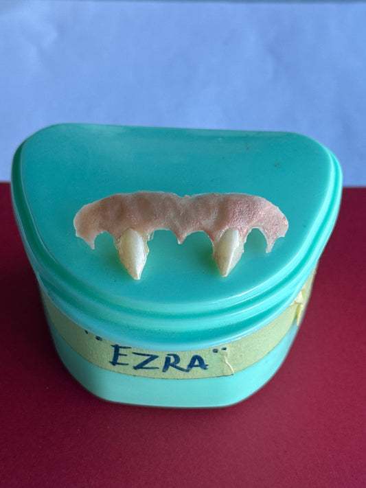 TRUE BLOOD: Ezra HERO Vampire Fangs