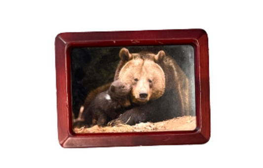 SILICON VALLEY: Big Head's HERO Apt Bear Picture