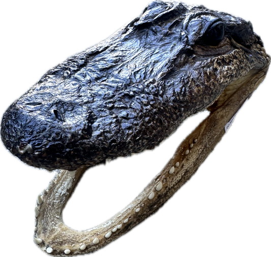 TRUE BLOOD: Merlotte's’ Alligator Head Wall Art