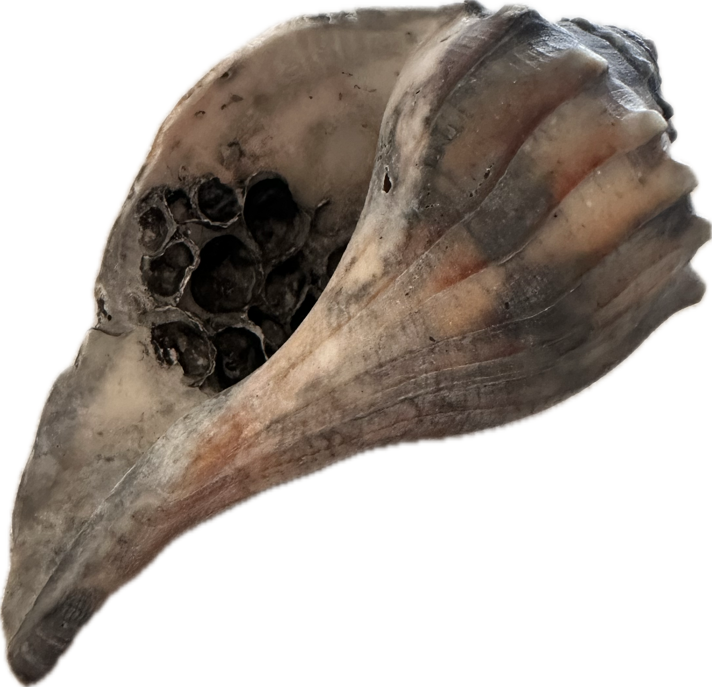 BONES: Dr Brennan's HERO Office Sea Shell