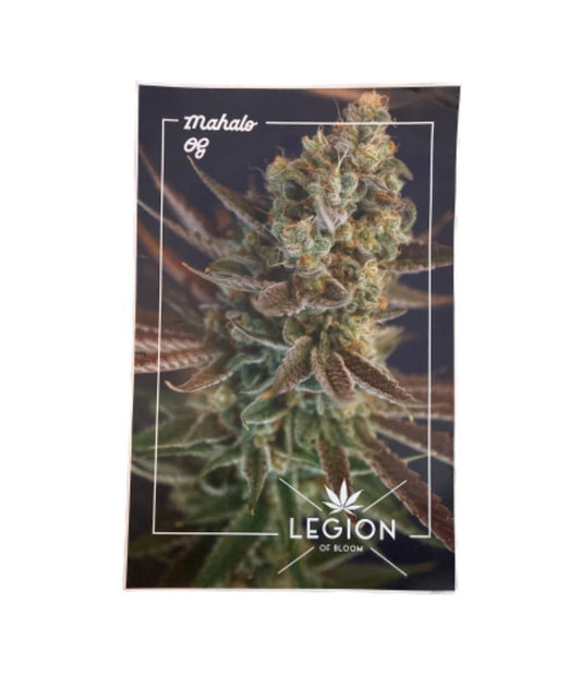 SILICON VALLEY: Erlich's HERO Legion of Bloom Mahalo OG Poster